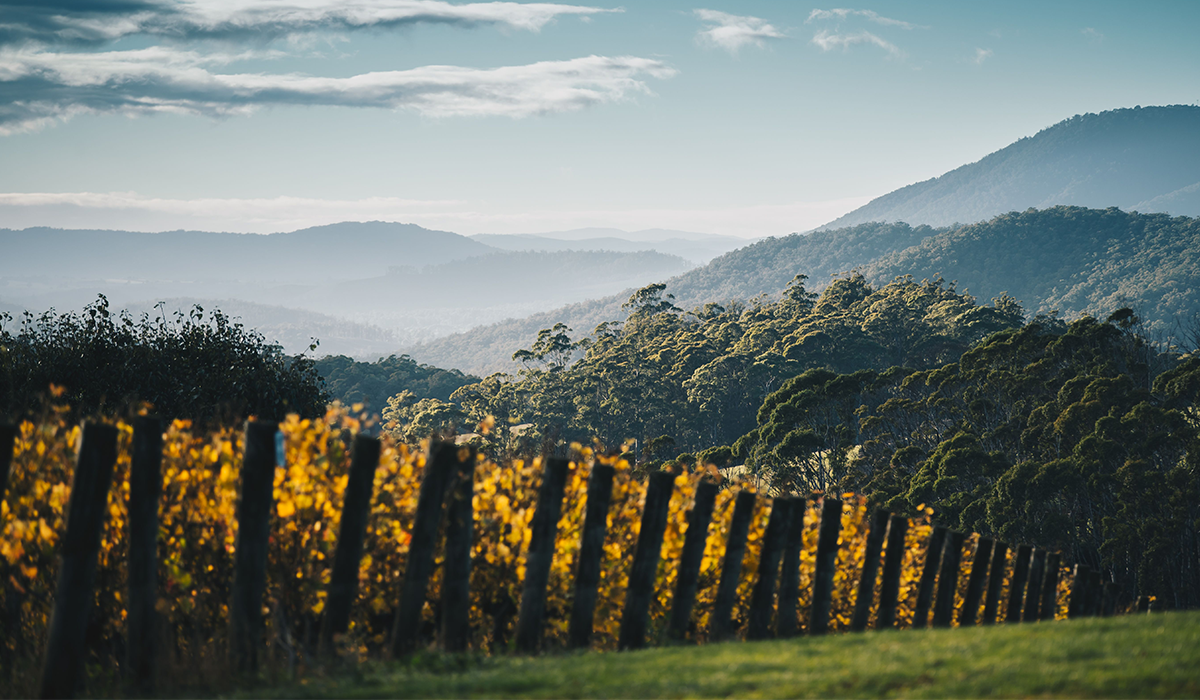 Clover Hill vineyard